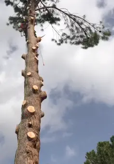 Tala y poda en altura de árboles en Zaragoza