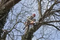 Poda y tala de árboles Zaragoza