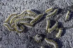 Tala y poda en altura Zaragoza