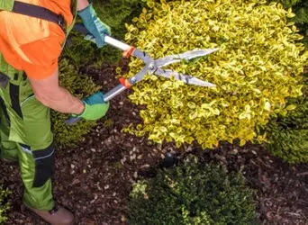 Tala y poda en altura Zaragoza Tala y poda en altura Zaragoza