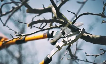 Tala y poda en altura Zaragoza Tala y poda en altura Zaragoza