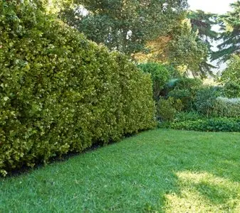 Talas y podas de altura Zaragoza