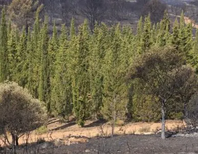 Talas y podas de altura Zaragoza