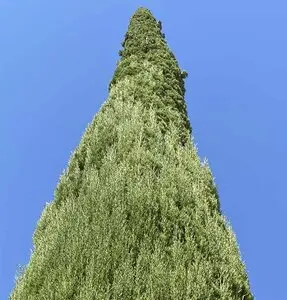 Talas y podas de altura Zaragoza