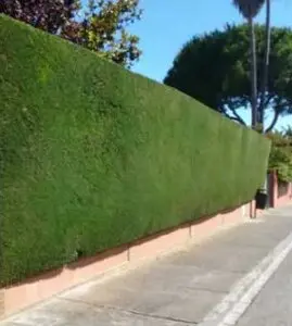 Talas y podas de altura Zaragoza