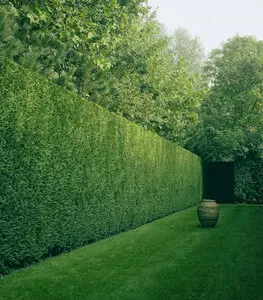 Talas y podas de altura Zaragoza